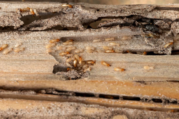 Pest Prevention Services in Highland Village, TX